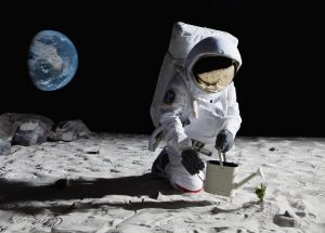 Tea thrives in lunar soil, scientists find