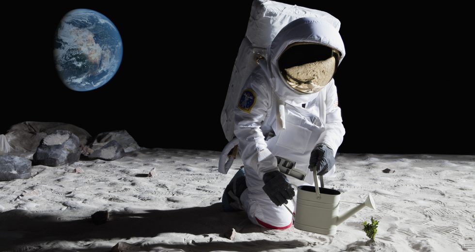 Tea thrives in lunar soil, scientists find