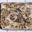 Cheesecake, perfected with granola – Salon.com