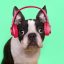 Some animals seem to appreciate music. What does that mean for human evolution?