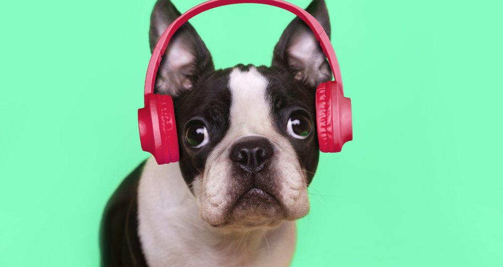 Some animals seem to appreciate music. What does that mean for human evolution?