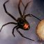 Who’s the real invasive species: us or them? Ecologists are rethinking urban biodiversity