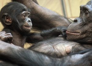 Animals are talking — will the legal system listen?