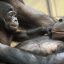 Animals are talking — will the legal system listen?