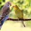 Some birds will learn to dance without being taught: study