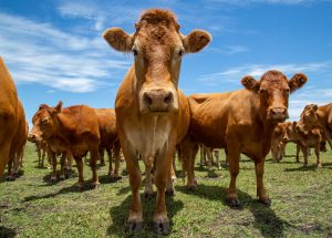 Tensions rise between Trump, cattle ranchers over Argentine beef plans