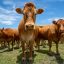Tensions rise between Trump, cattle ranchers over Argentine beef plans