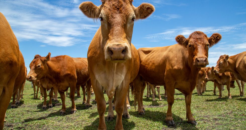 Tensions rise between Trump, cattle ranchers over Argentine beef plans