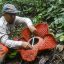 These plants smell like rotten meat — Now we know how they do it
