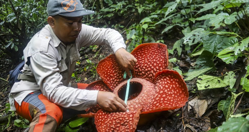 These plants smell like rotten meat — Now we know how they do it