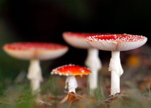 The gospel according to Amanita muscaria, the world’s most charismatic mushroom