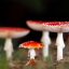 The gospel according to Amanita muscaria, the world’s most charismatic mushroom