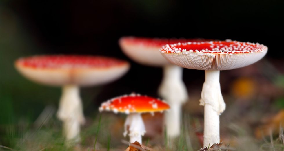 The gospel according to Amanita muscaria, the world’s most charismatic mushroom