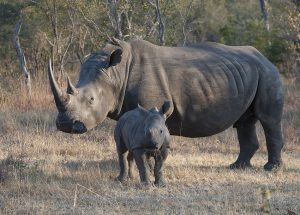 Cruel but “necessary”: Can cutting off rhino horns — and selling them — help save rhinos?
