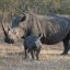 Cruel but “necessary”: Can cutting off rhino horns — and selling them — help save rhinos?