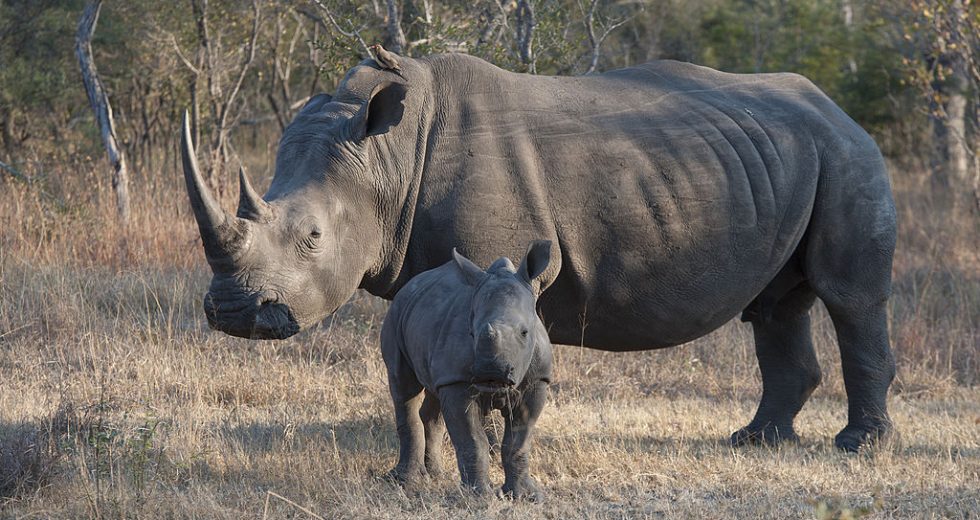 Cruel but “necessary”: Can cutting off rhino horns — and selling them — help save rhinos?