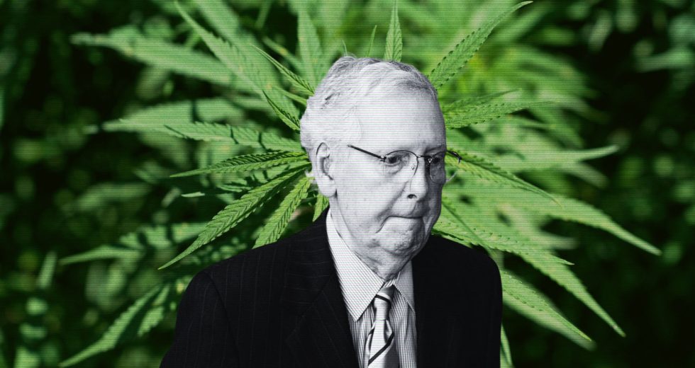 Why Mitch McConnell helped kill the hemp buzz