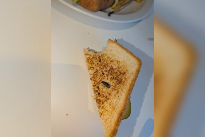 Restaurantes de Saskatoon enfrentam problemas de pragas como barata encontrada em sanduíche – Saskatoon