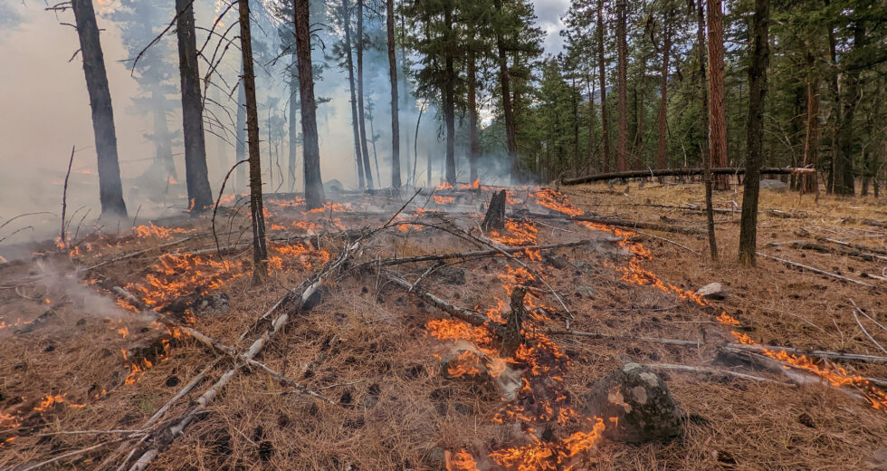 Programa nacional de queimaduras prescritas sendo lançado, administrado pela UBC-Okanagan – Okanagan
