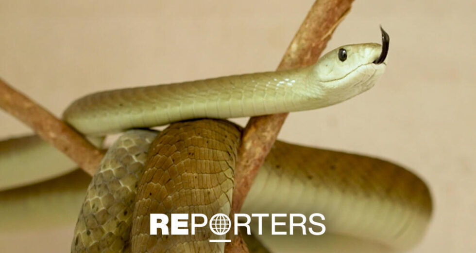 Quénia declara guerra às picadas de cobra