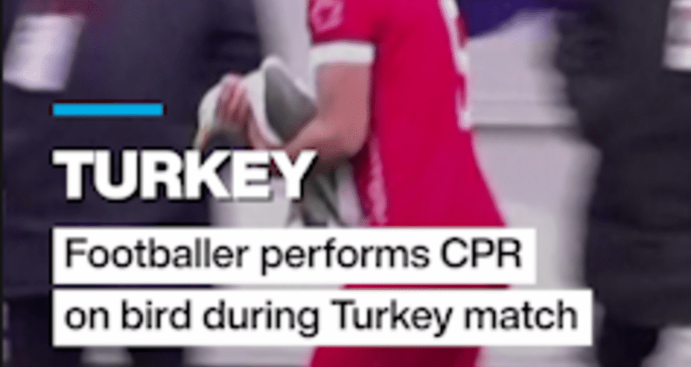 Turquia: RCP realizada em gaivota durante uma partida de futebol turca