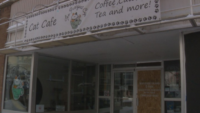 The Purrfect Cup Cat Cafe de Saskatoon vê outro ato de vandalismo – Saskatoon