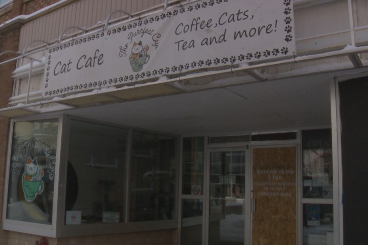 The Purrfect Cup Cat Cafe de Saskatoon vê outro ato de vandalismo – Saskatoon