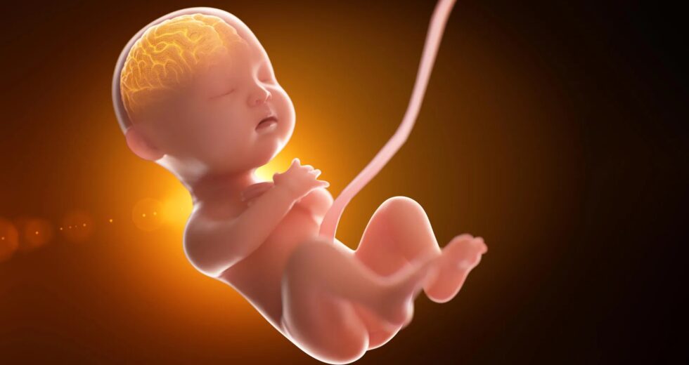 Bebês expostos a muito mais “produtos químicos para sempre” antes do nascimento do que os cientistas imaginavam