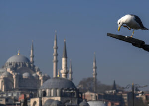 Jogador de futebol turco revive gaivota atordoada com RCP durante partida