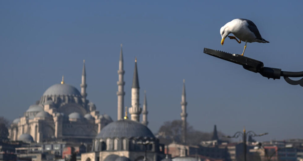 Jogador de futebol turco revive gaivota atordoada com RCP durante partida