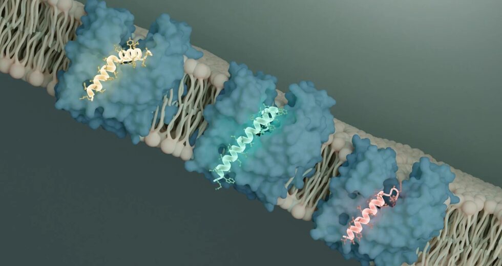 Cientistas descobrem um interruptor para matar bactérias e isso pode mudar a luta contra as superbactérias