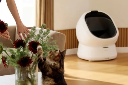 Como Petlibro está usando IA para detectar problemas de saúde felinos precocemente