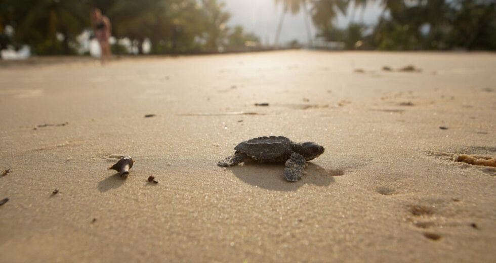 ‘Um em 1.000’: Guardas ecológicos do Gabão lutam pela sobrevivência dos filhotes de tartarugas marinhas contra todas as probabilidades