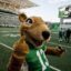 Saskatchewan Roughriders procuram alguém que seja enérgico, que queira se vestir como um roedor