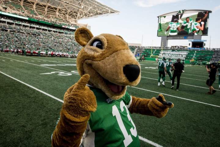 Saskatchewan Roughriders procuram alguém que seja enérgico, que queira se vestir como um roedor