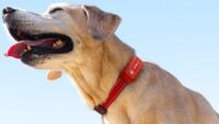 SATELLAI Collar está ampliando os limites da segurança e cuidados de saúde caninos com PetSense AI