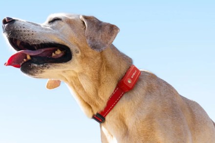 SATELLAI Collar está ampliando os limites da segurança e cuidados de saúde caninos com PetSense AI