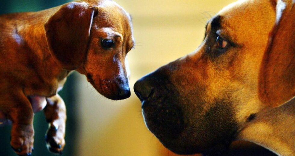 DNA de cachorro antigo sugere história de 16.000 anos como o melhor amigo do homem