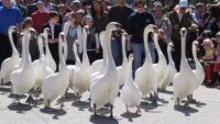 Desfile popular de cisnes em Stratford, Ont. cancelado para ‘reduzir o estresse’ nas aves