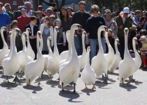 Desfile popular de cisnes em Stratford, Ont. cancelado para ‘reduzir o estresse’ nas aves