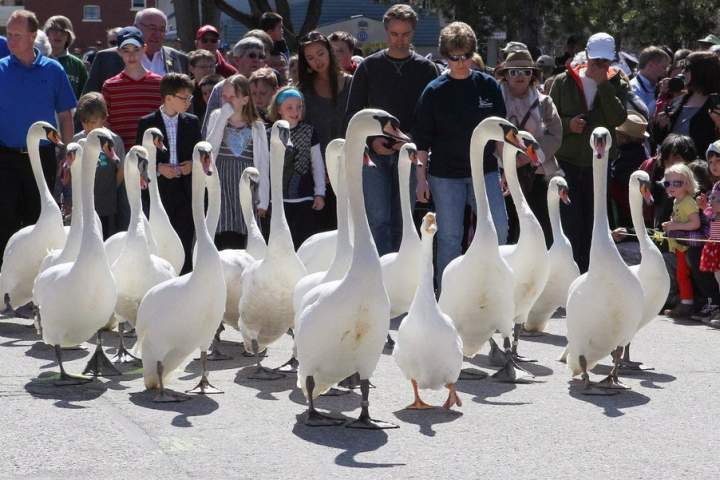 Desfile popular de cisnes em Stratford, Ont. cancelado para ‘reduzir o estresse’ nas aves