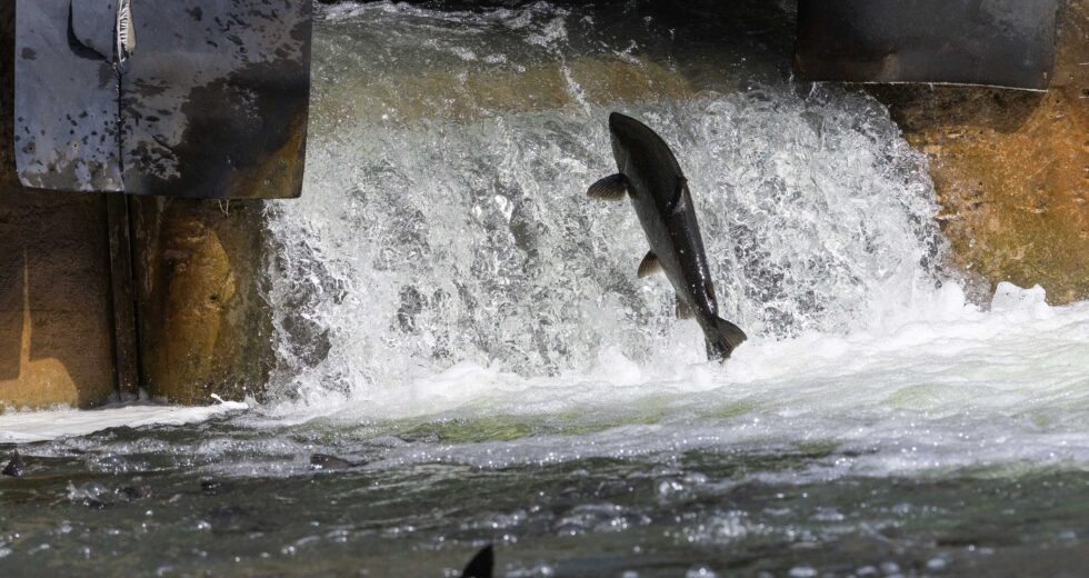 Alguns questionam o cronograma do governo Ford para reduzir o número de autoridades conservacionistas