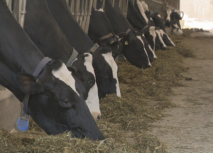 A refeição de Páscoa dos canadenses custará mais este ano, à medida que os preços da carne bovina continuam subindo – National