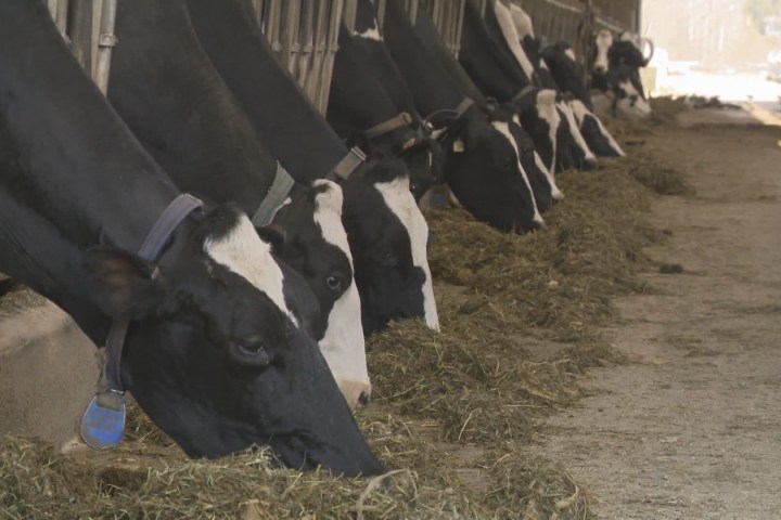 A refeição de Páscoa dos canadenses custará mais este ano, à medida que os preços da carne bovina continuam subindo – National