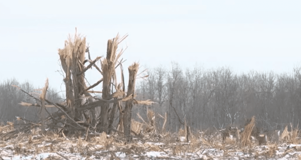 Residentes de Kingston exigem suspensão do desmatamento da Floresta Mile Square – Kingston