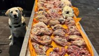 Cachorro da CBSA fareja 22,5 kg de carne crua na bagagem de um viajante no aeroporto de Pearson