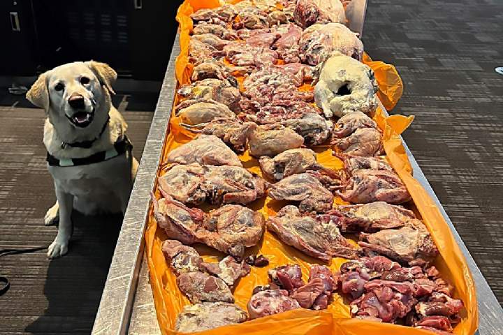 Cachorro da CBSA fareja 22,5 kg de carne crua na bagagem de um viajante no aeroporto de Pearson