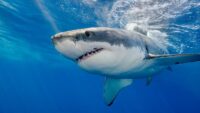 Grande tubarão branco ‘pisou’ na costa da ilha de Vancouver