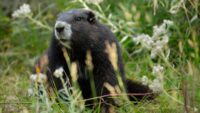 Gob, a marmota da Ilha de Vancouver, viaja de volta ao centro de reprodução após ser libertada