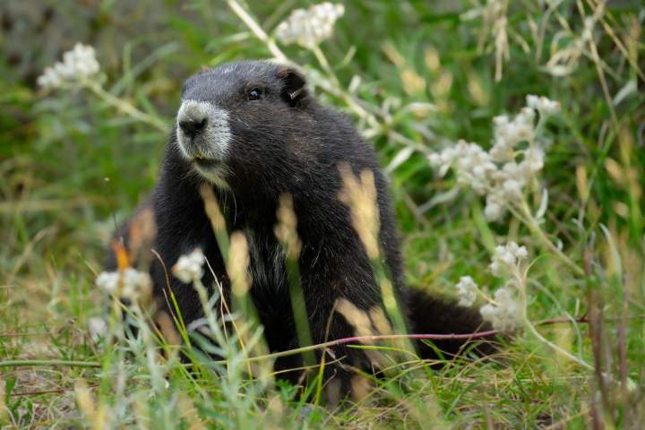 Gob, a marmota da Ilha de Vancouver, viaja de volta ao centro de reprodução após ser libertada